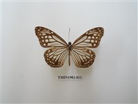 藏品(絹斑蝶)的圖片